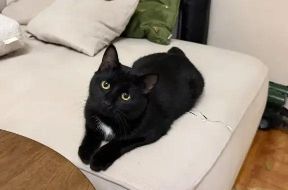 Найдена кошка, Орёл, фото: Кошка найдена на Наугорском шоссе, Орёл