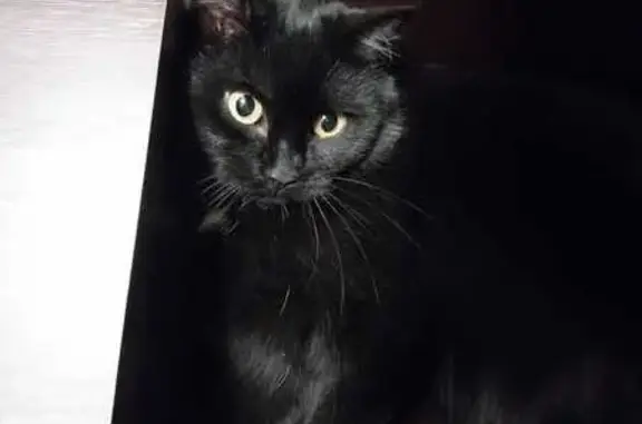 Пропала кошка, Барнаул, Балтийская 23Б - photo