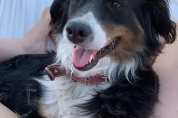 Пропала собака, ул. 70 лет Победы, 38 - photo