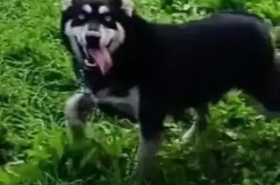 Потерянные животные Анжеро-Судженск, фото: Пропала собака, Верхний пер., 27, Анжеро-Судженск