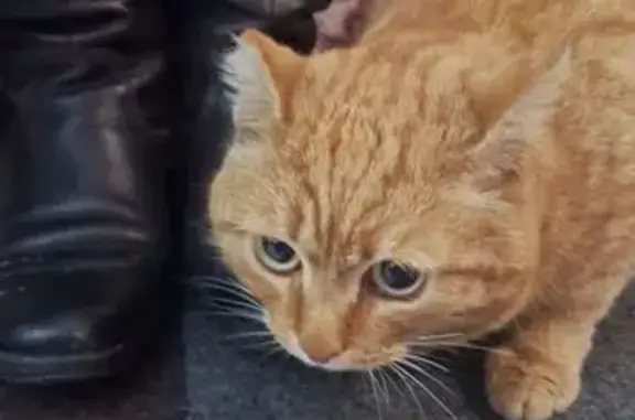 Найдена кошка, Новосибирск, фото: Кошка найдена на Русской ул., 3, Новосибирск