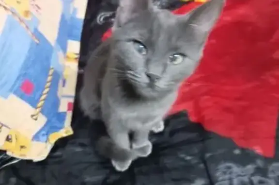Найдена кошка, Высоковск, фото: Кошка найдена в Высоковске, МО