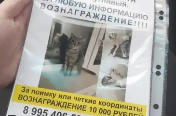 Пропала кошка, СНТ Садовод 1, Волжский - photo