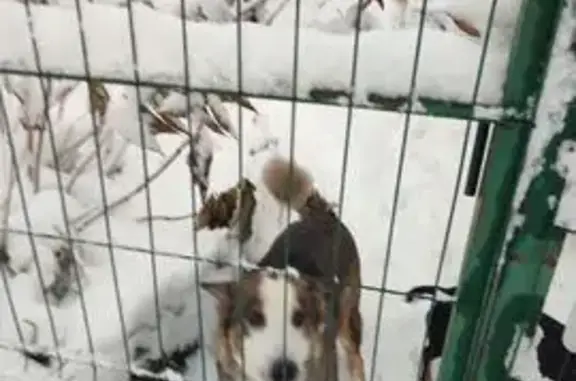 Пропала собака на Железнодорожной 9, Отважное - photo