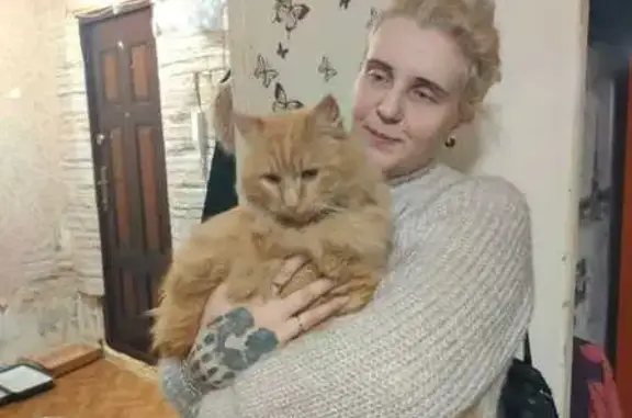 Найдена кошка, Воронеж, фото: Кошка найдена на Димитрова, 155, Воронеж