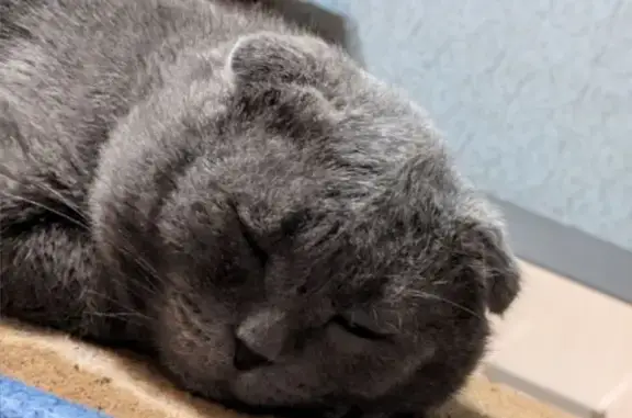 Пропала кошка, ул. Чехова 17, Борисоглебск - photo