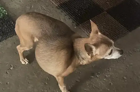 Найдена собака, Новокузнецк, фото: Собака найдена: Транспортная ул., Новокузнецк