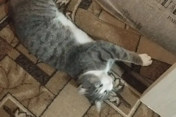 Пропала кошка, ул. Штильке 28, Барнаул - photo