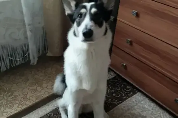 Пропала собака Альма, Кингисеппское СП - photo