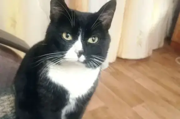 Пропал кот Максик, ул. Лаврова 9А, Вологда - photo