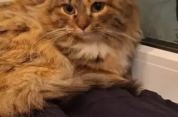 Объявления о пропавших и найденных животных, Владимир, фото: Кошка найдена в подъезде, ул. Гагарина