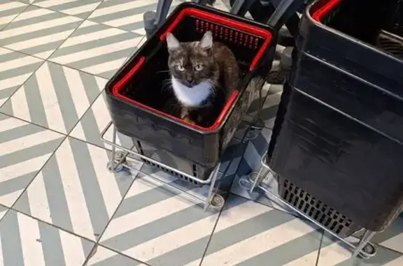 Найдена кошка, Светлый, фото: Кошка найдена у супермаркета, Некрасова, Светлый