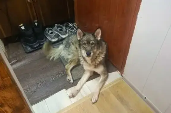 Пропала собака, Апатиты, ул. Московская 16 - photo