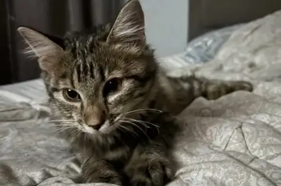 Найдена кошка, Казань, фото: Найдена кошка, Кремлёвская 2А, Казань