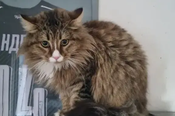 Найдена кошка, Краснодар, фото: Кошка найдена: Гоголя, Краснодар