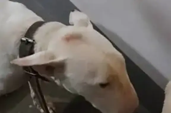 Найдена собака, Красноярск, фото: Найден бультерьер: пр. 60 лет СССР, 7