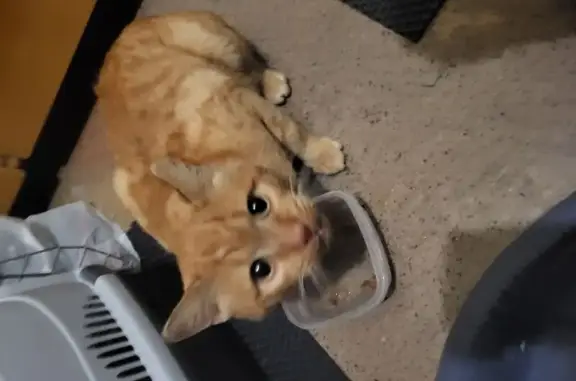 Найдена кошка, Ханты-Мансийск, фото: Кошка найдена: Берёзовская ул., Ханты-Мансийск