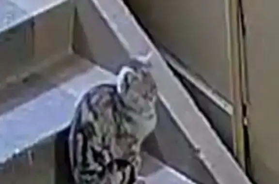 Найдена кошка, Барнаул, фото: Найдена кошка, ул. Попова 62, Барнаул