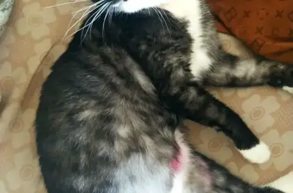 Пропала черная кошка, Ленинградская ул., Ордынское - photo