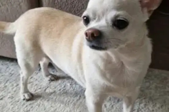 Пропала собака на ул. 25 Октября, Каменское - photo