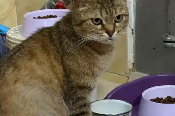 Найдена кошка, Моряковское, фото: Кошка найдена в Моряковском затоне