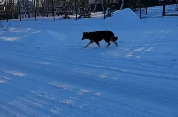 Найдена собака, Челябинск, фото: Найдена собака на Изумрудной, Челябинск