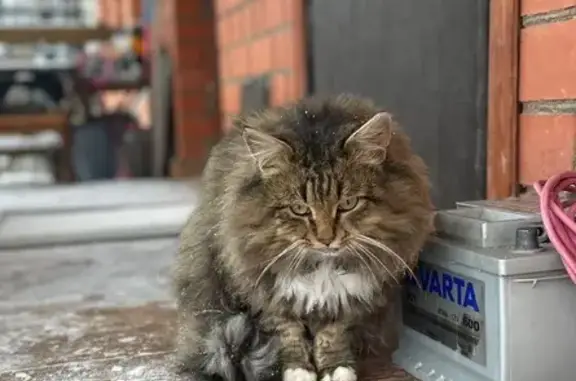 Найдена кошка, Лобаново, фото: Кошка найдена в Лобаново, 46Н-13918