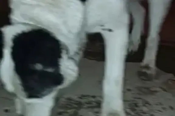 Найдена собака, Астрахань, фото: Алабай найден: пер. Щёкина, 9, Астрахань