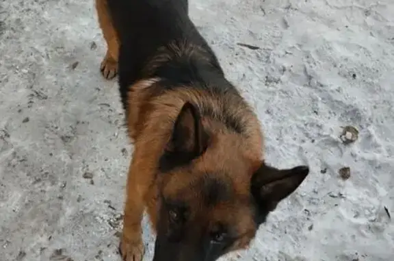 Найдена собака, Чита, фото: Собака с ошейником: Татарская, 31, Чита