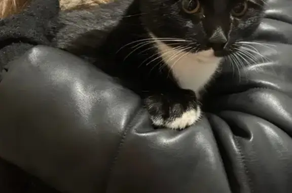 Найдена кошка, Западная Двина, фото: Кошка найдена: Красноармейская 2А, З. Двина