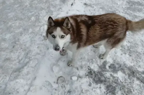 Найдена собака, Вологда, фото: Хаски найдена: Ленинградская 71, Вологда