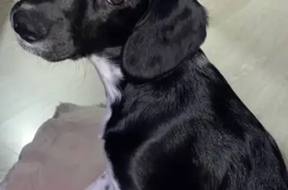 Пропала собака Оскар, г. Курган, 4 - photo