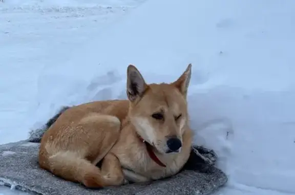 Найдена собака, Бердск, фото: Собака найдена на ул. Молодой Гвардии, 13