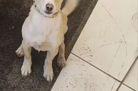 Пропала собака Боня, Мелеуз, Башкирия - photo