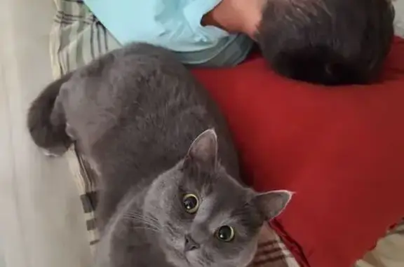 Пропала кошка, Интернациональная 9А к2 - photo