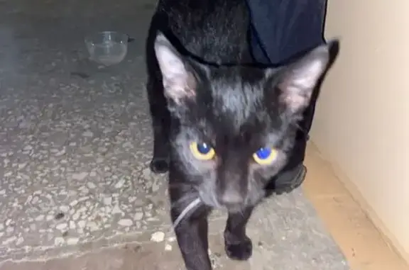 Найдена кошка, Хабаровск, фото: Кошка найдена: Призывной пер., 13, Хабаровск