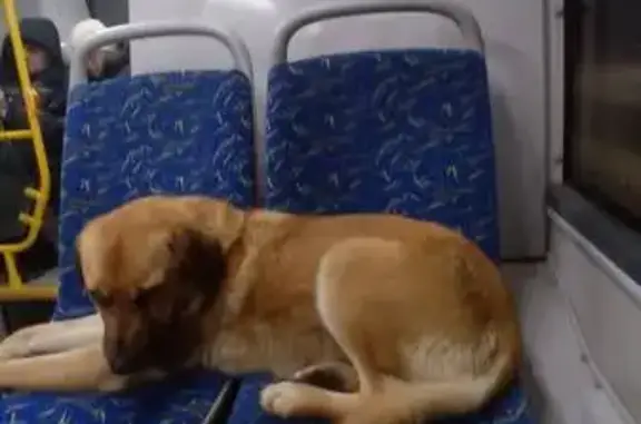 Пропала собака, Металлургическая, НЧ - photo