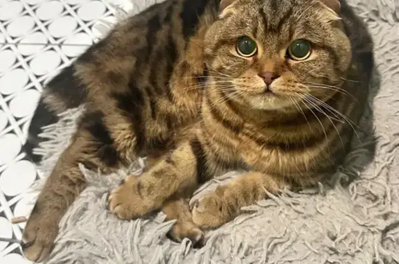 Найдена кошка, Богородский район, фото: Кошка найдена, Нижегородская область