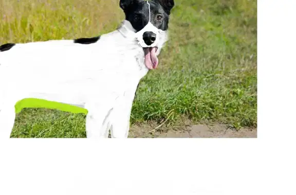 Пропала собака, Бондарная ул., Мурманск - photo