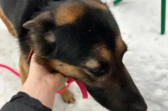 Найдена собака, Тула, фото: Найдена собака, ул. Кирова 25, Тула