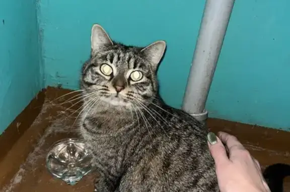 Объявления о пропавших и найденных животных, Бузулук, фото: Найдена кошка, 2 мкр-н, Бузулук, 29