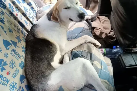 Пропала собака, Красная Слобода, Брянск - photo