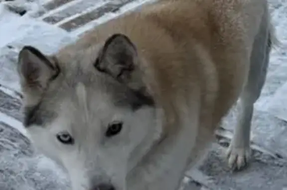Найдена собака, Разумное, фото: Хаски найдена в Крутом Логе, Белгород.
