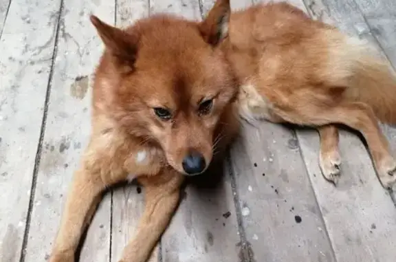 Объявления о пропавших и найденных животных, Советский, фото: Найдена лайка, п. Советский, ХМАО-Югра