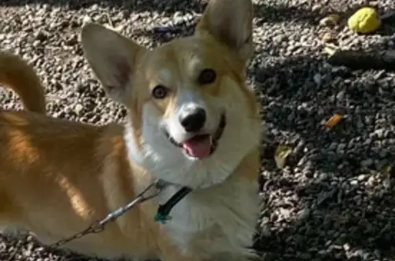 Пропала собака Барни, Павловская, КК - photo