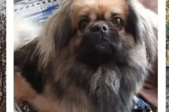 Пропала собака, ул. Журналистов 22, Воронеж - photo