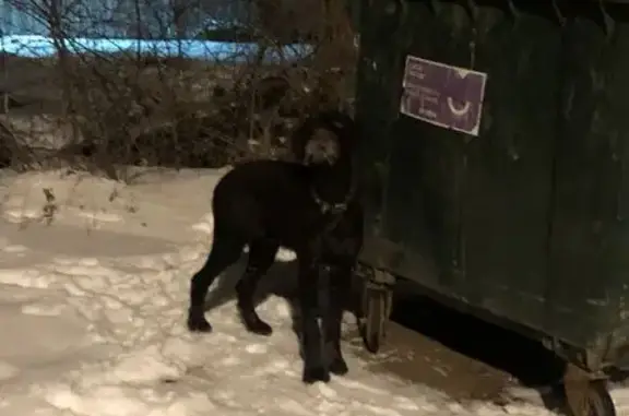 Найдена собака, Приволжский, фото: Собака найдена, Приволжский, Саратовская обл.