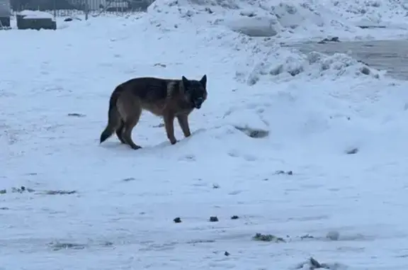 Найденные животные Калининград, фото: Собака найдена: Московский пр., 277, К-град