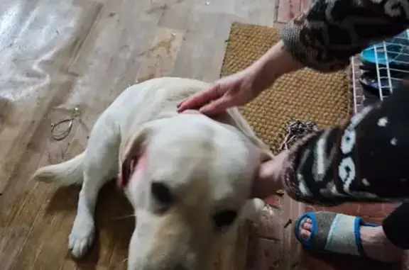 Найдена собака, Неклюдово, фото: Лабрадор найден: Неклюдово, 35Б