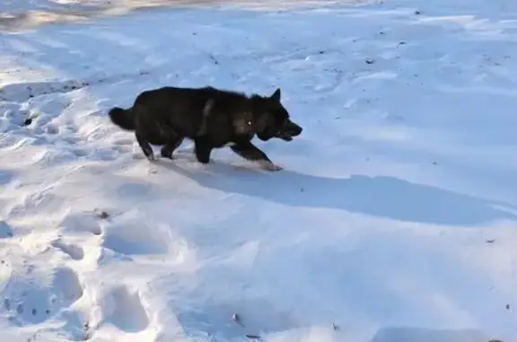 Найдена собака, Челябинск, фото: Собака найдена, ул. 50-летия ВЛКСМ